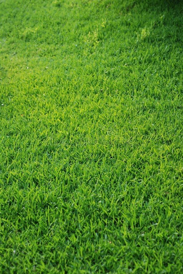 Green grass