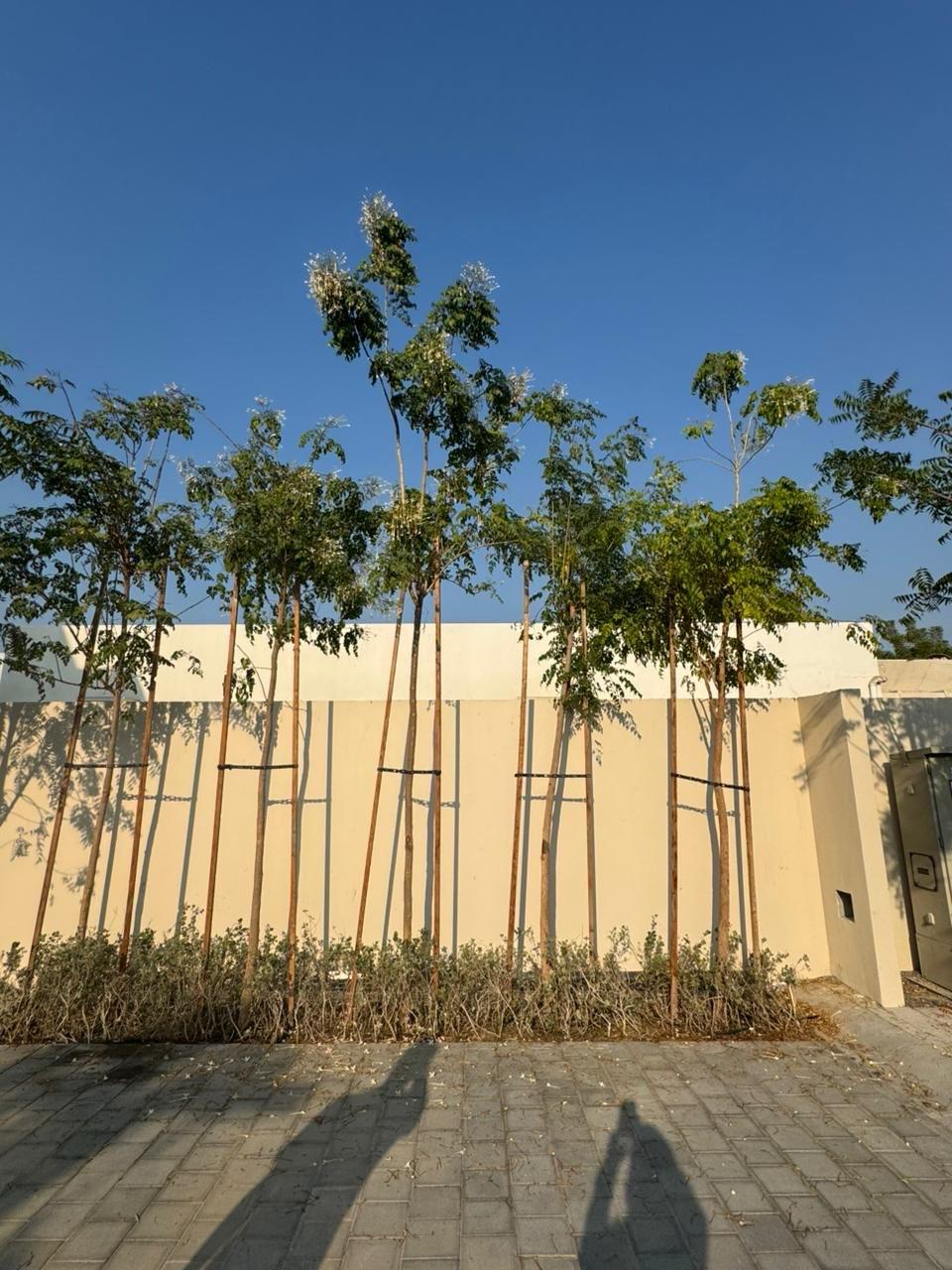 Delonix Regia