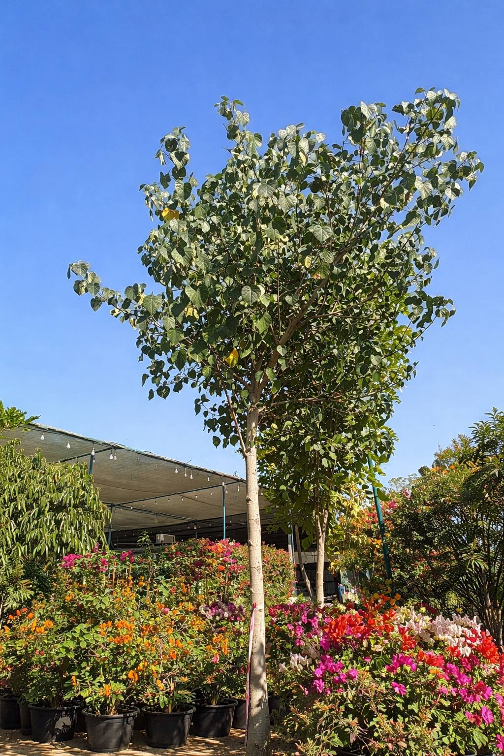 Peepal Tree