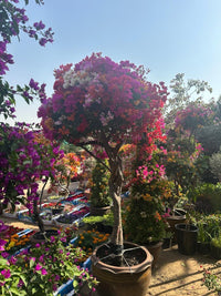 Bougainvillea Tree
