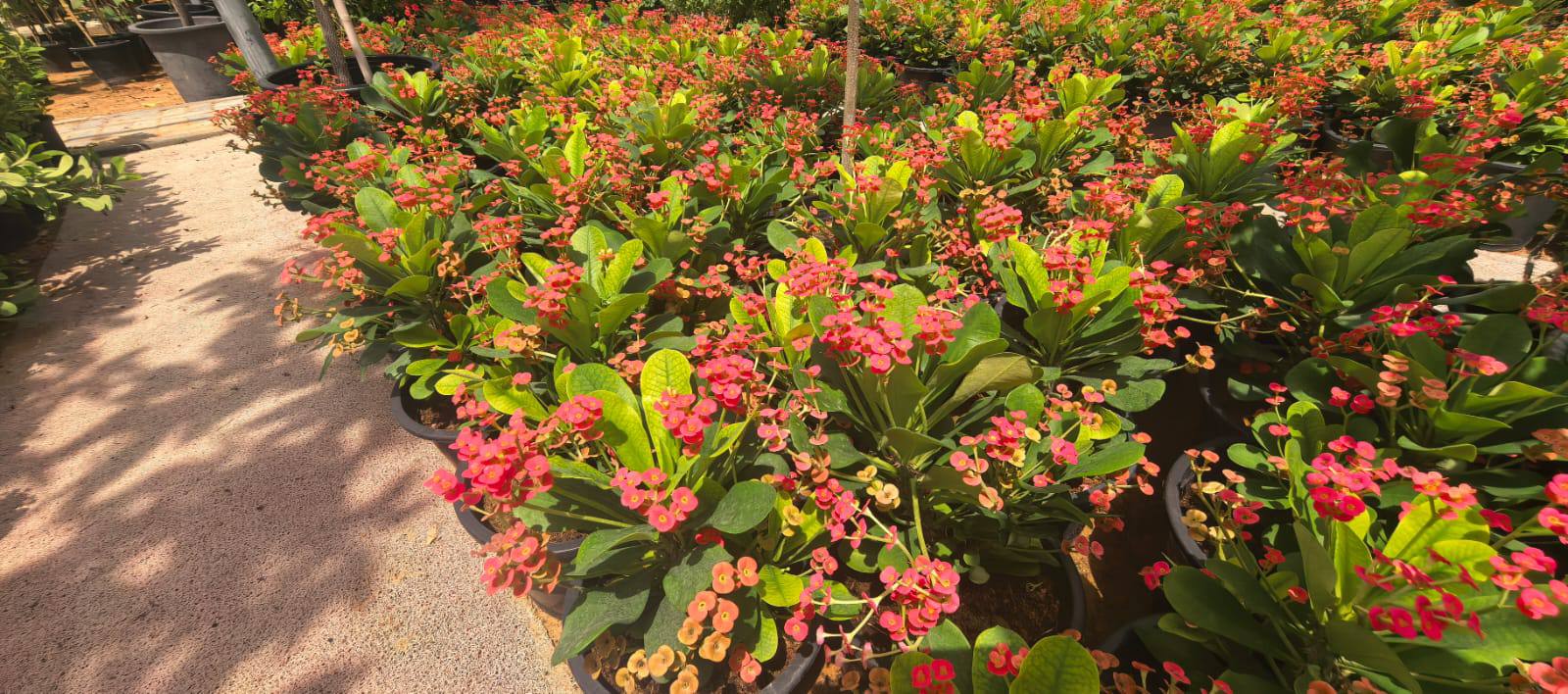 Euphorbia milii