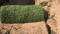 Green grass