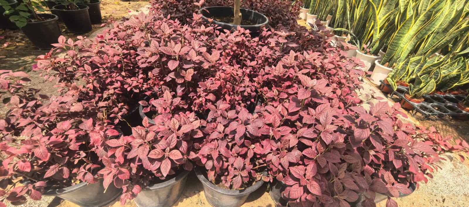Alternanthera