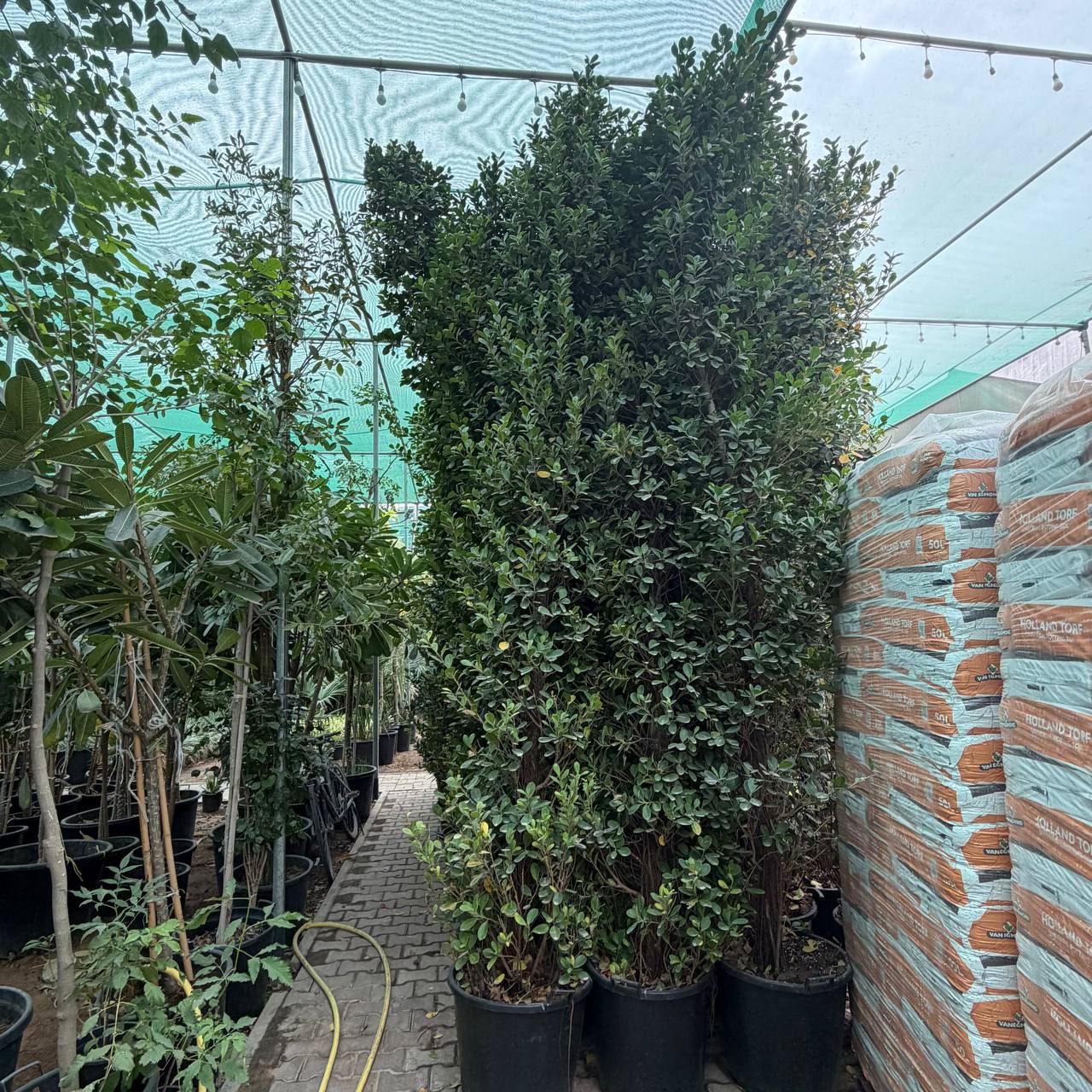 Ficus panda
