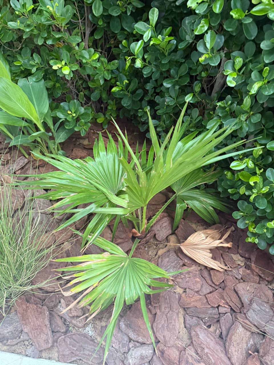 Fan Palm