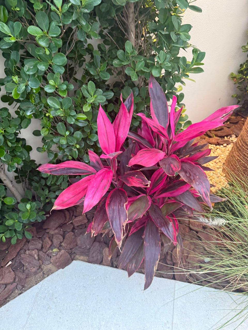 Cordyline