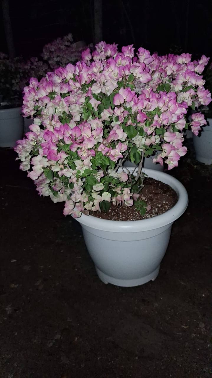 Bougainvillea