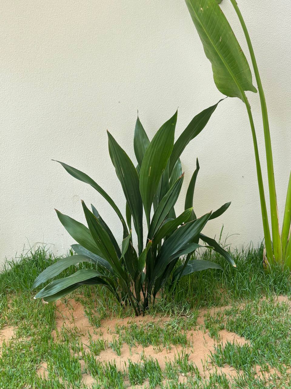 Iron Plant