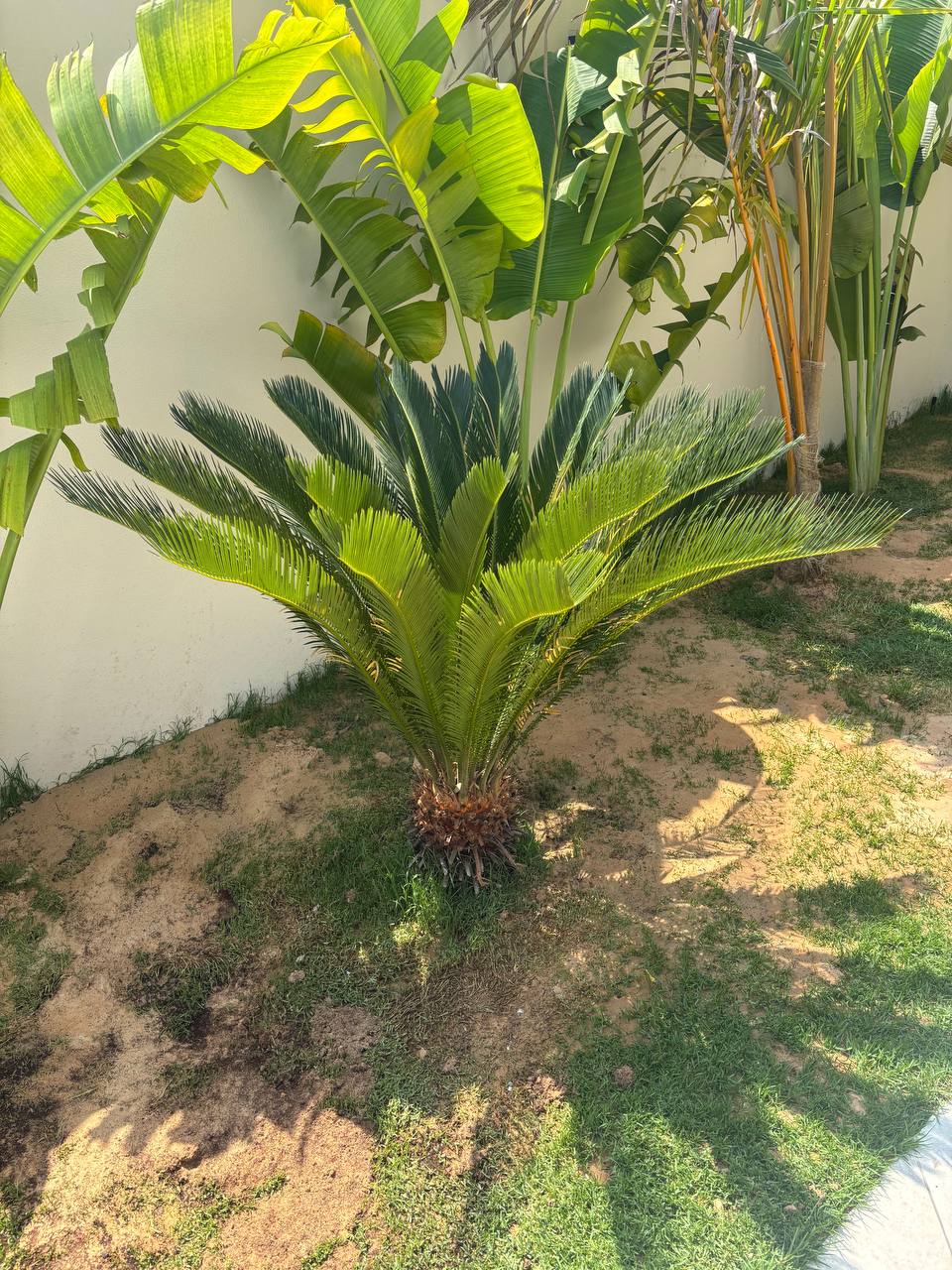 Sago Palm