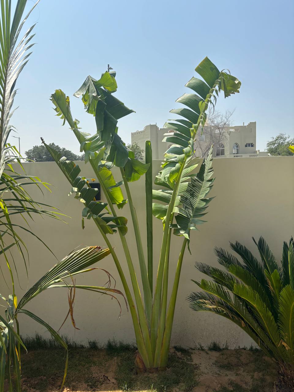 Travelers Palm Large