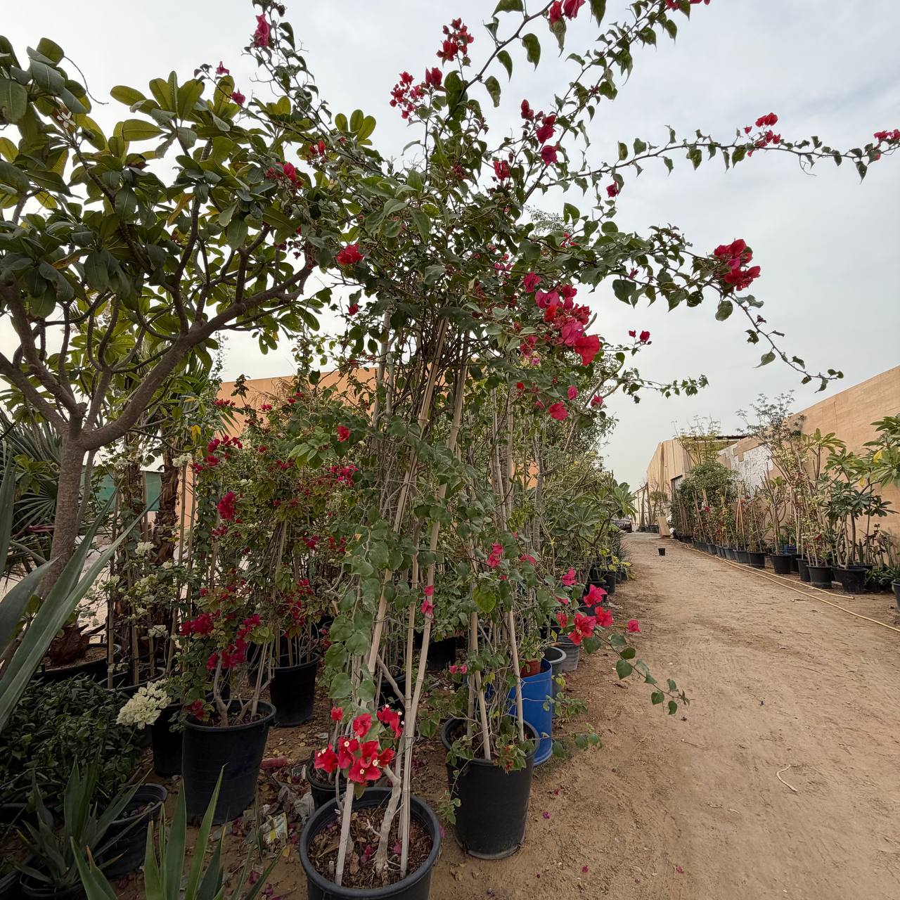 Bougainvillea