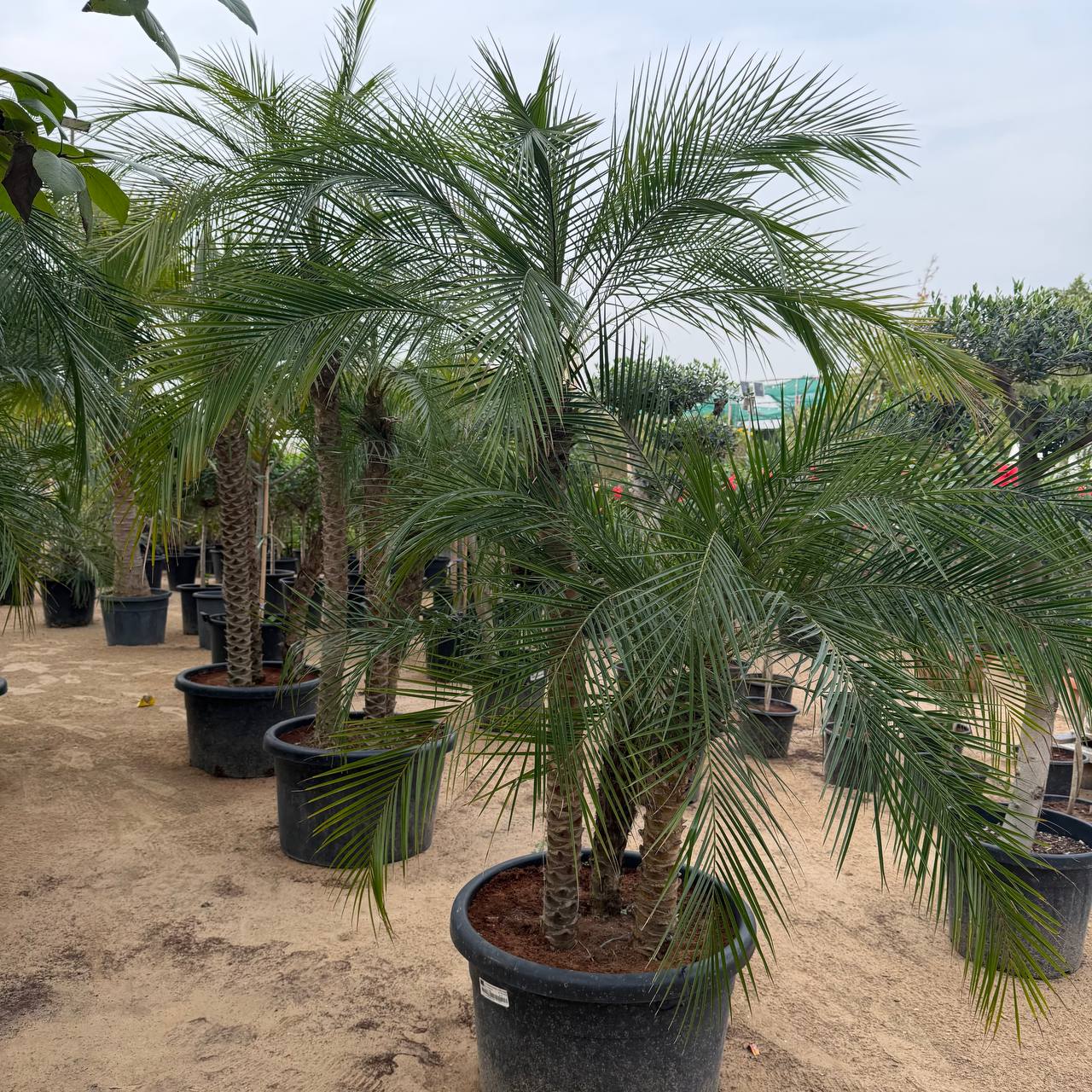 Phoenix Palm