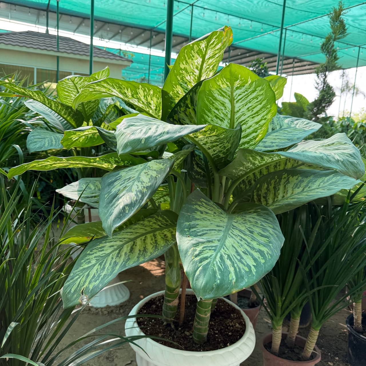 Dieffenbachia