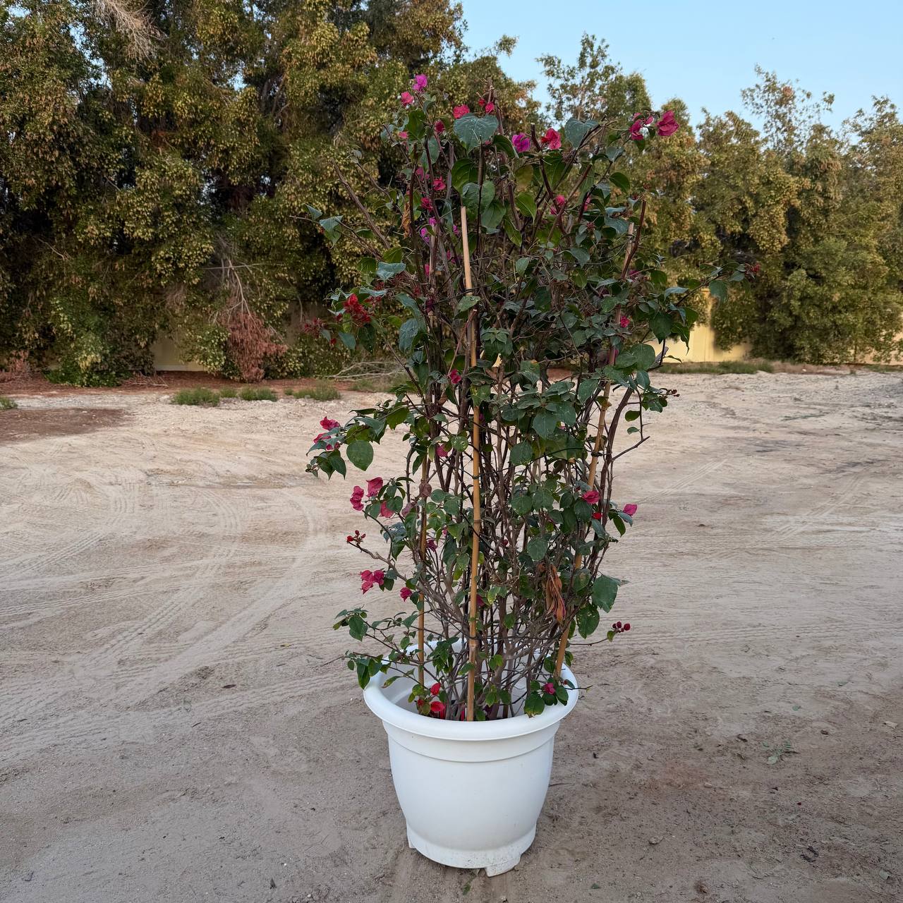 Bougainvillea