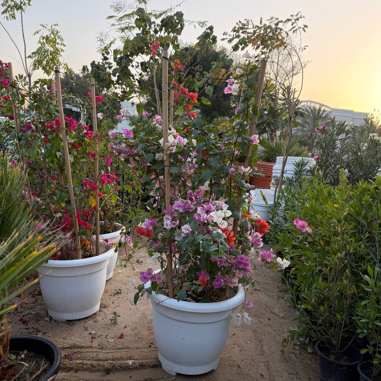 Bougainvillea