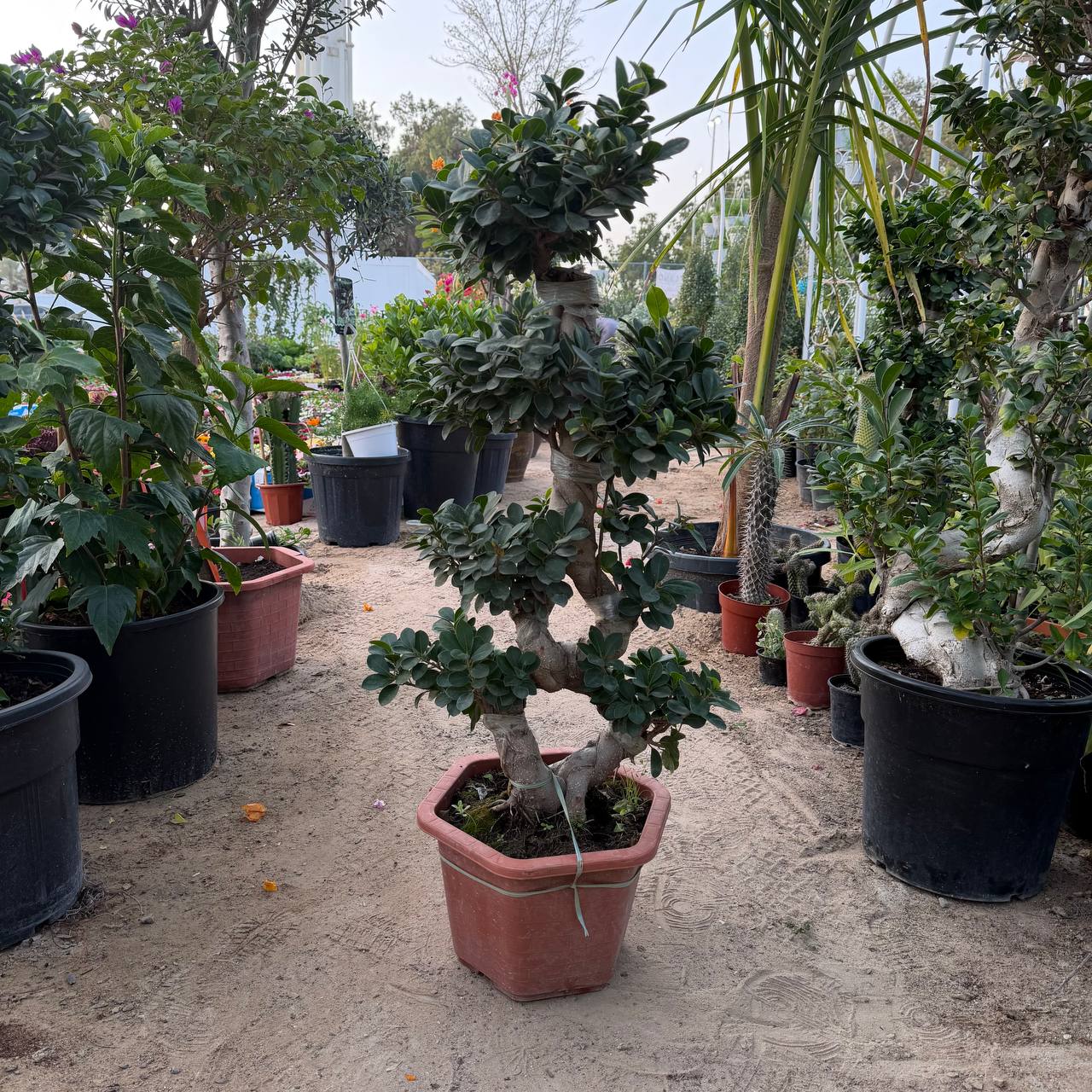 Ficus