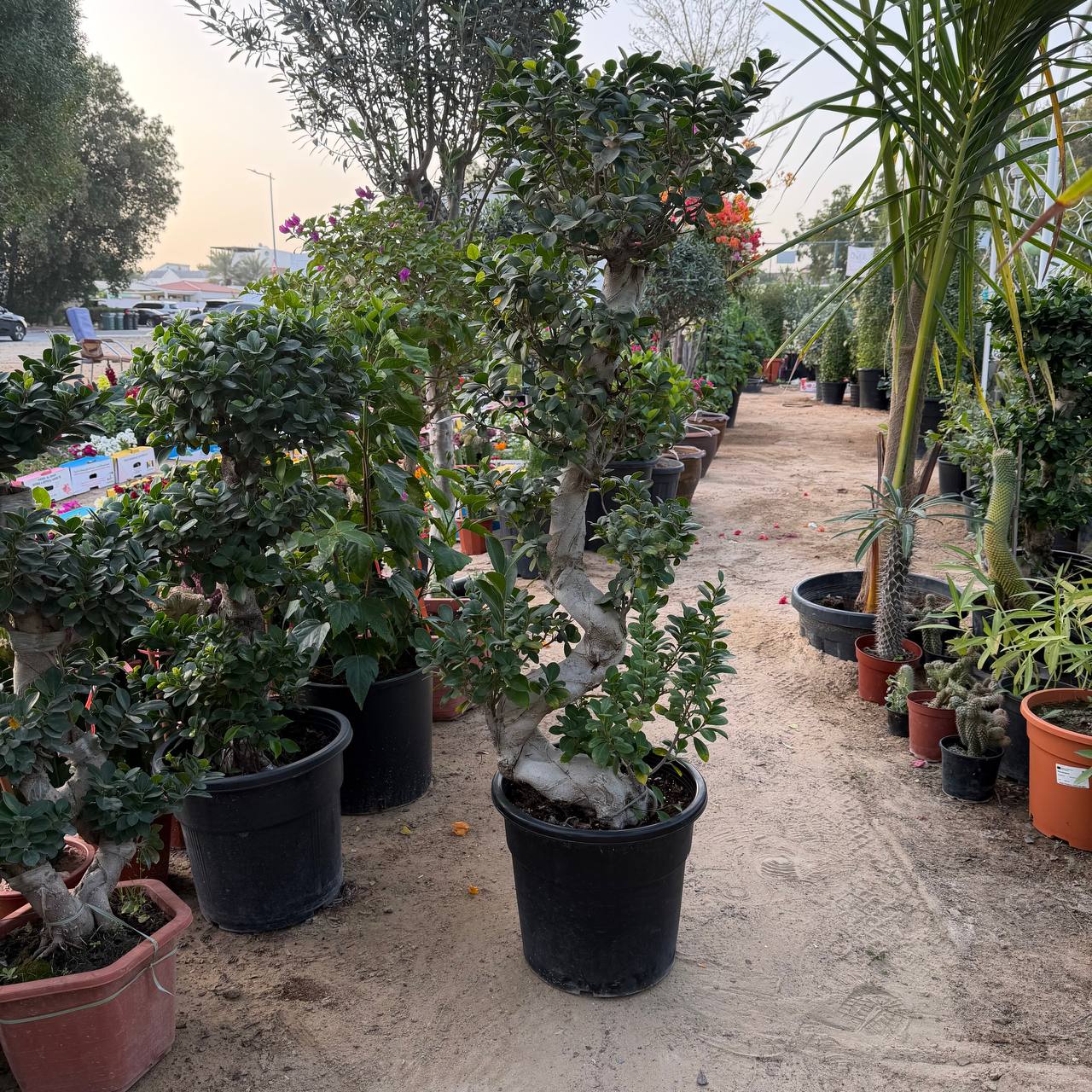 Ficus