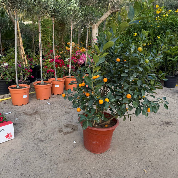 Mandarin Tree
