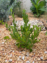Brown Pebbles