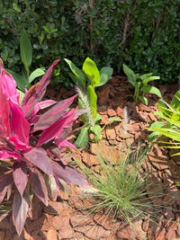 Wooden Mulch