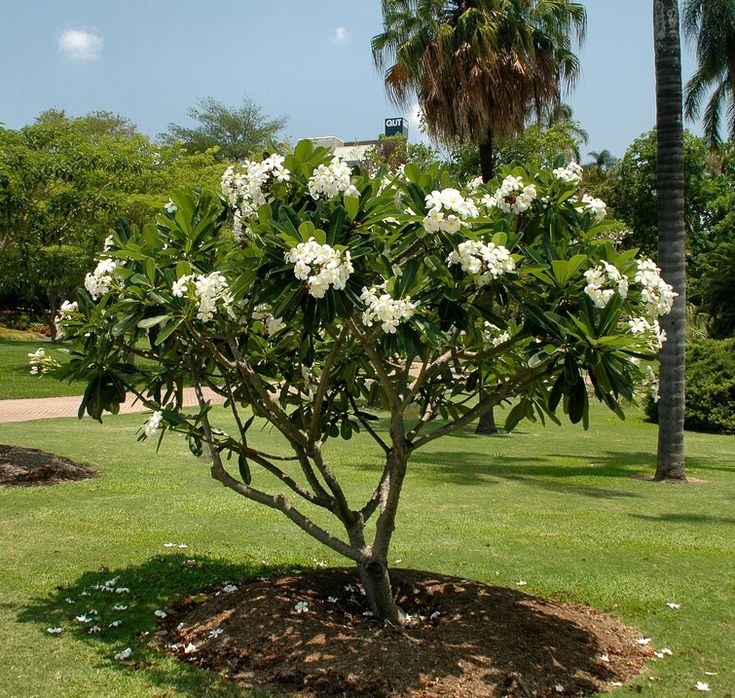Small Plumeria Tree