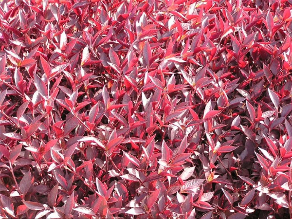 Alternanthera
