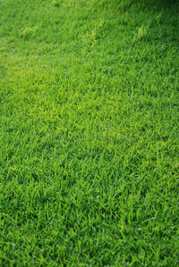 Green grass