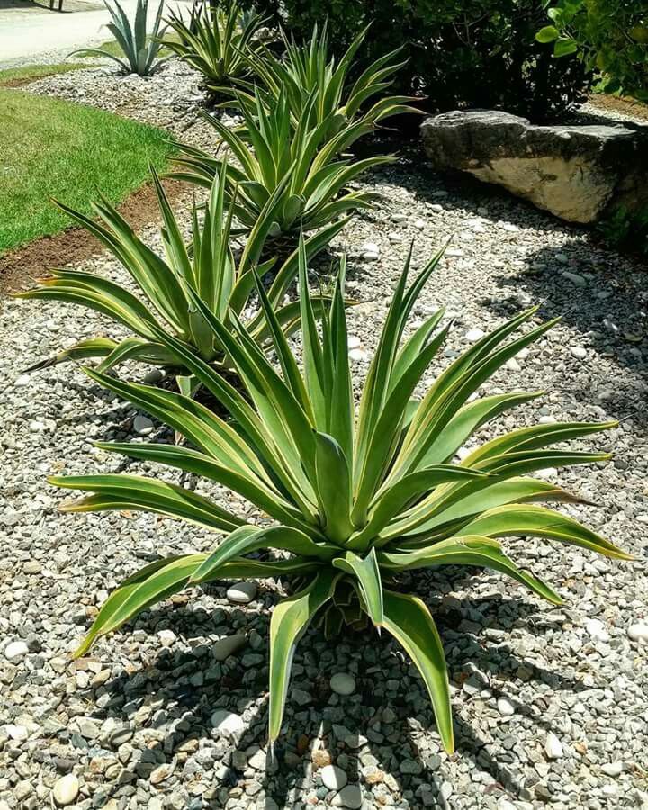 Agave Plant