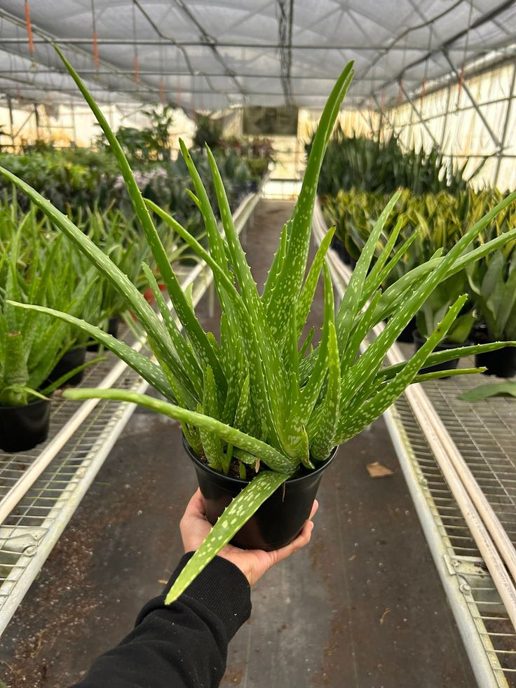 Aloe plant