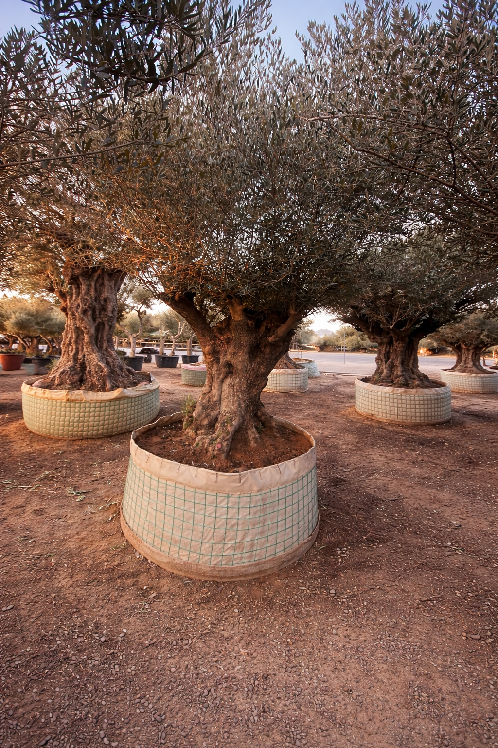 Olive Tree