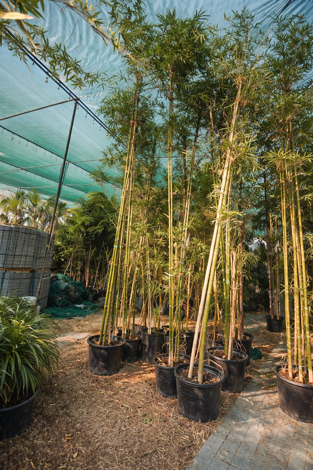 Clumping Bamboo