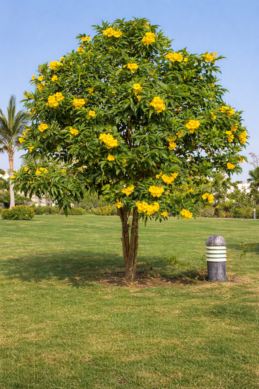 Senna Tree
