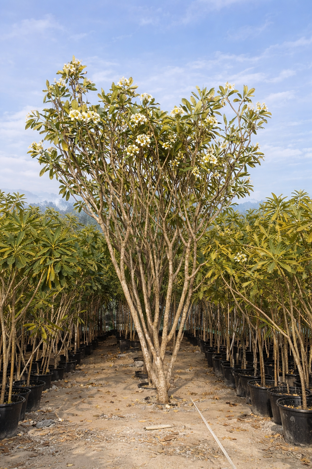 Plumeria Obtusa Tree