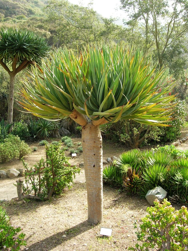 Dragon Tree