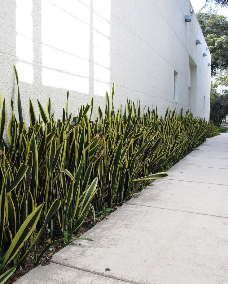Sansevieria
