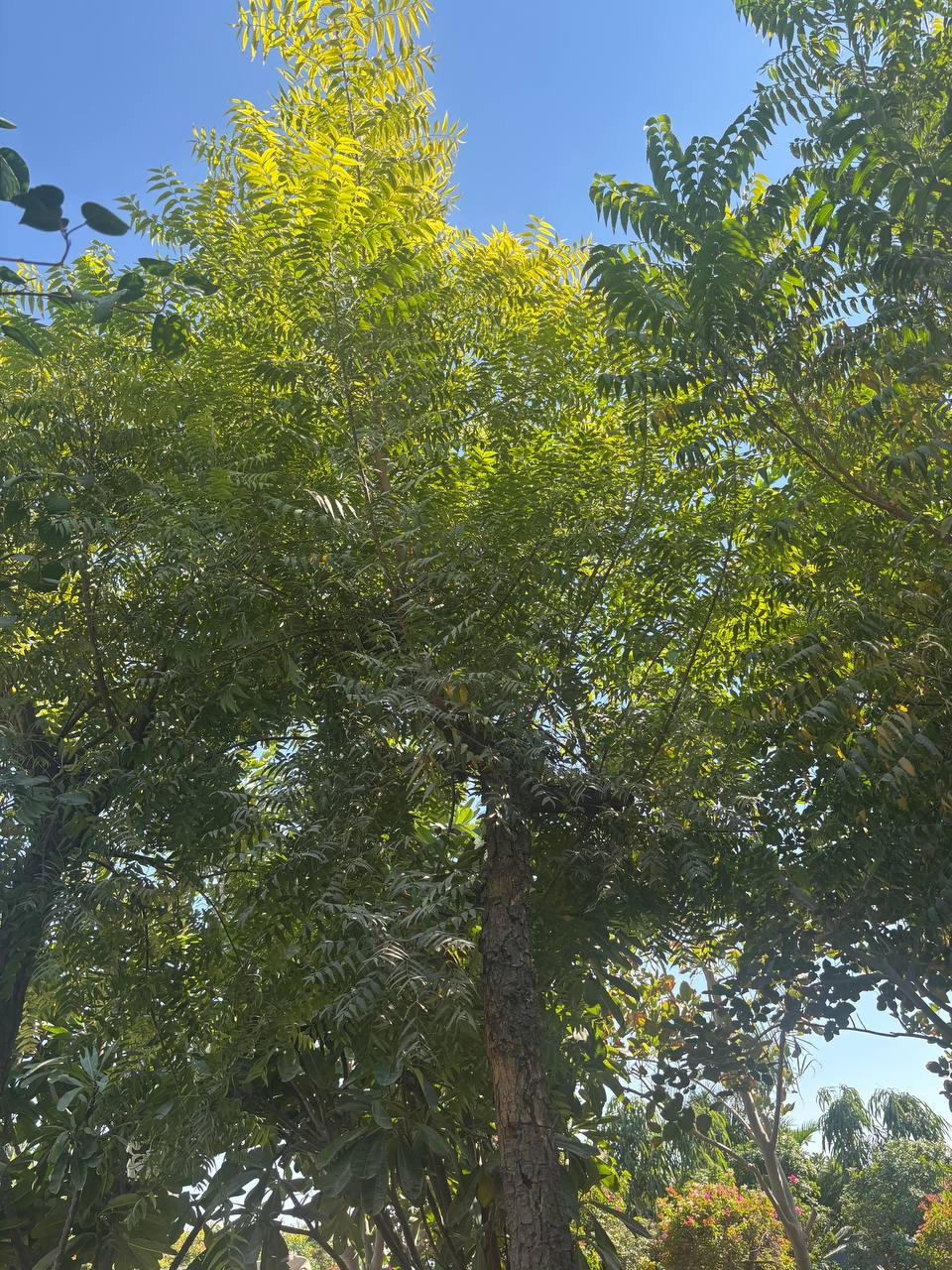 Neem tree
