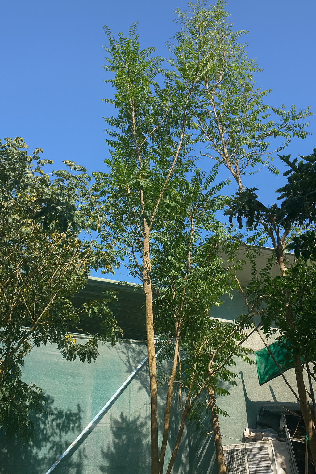 Neem tree