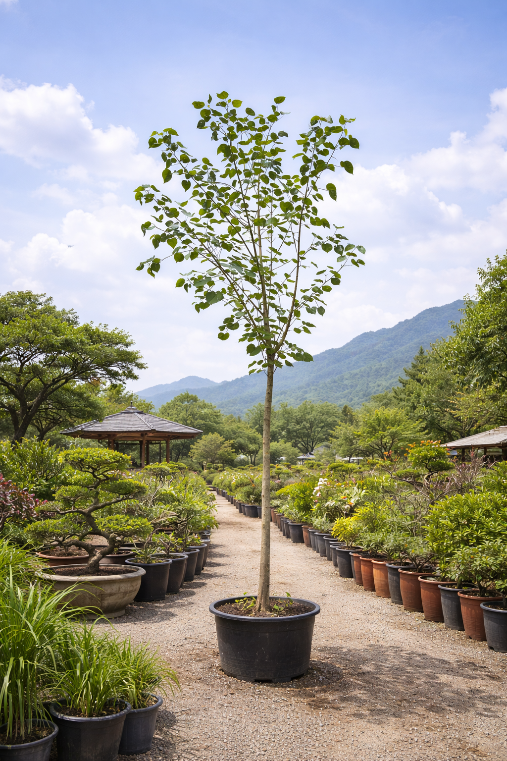 Hibiscus Tree