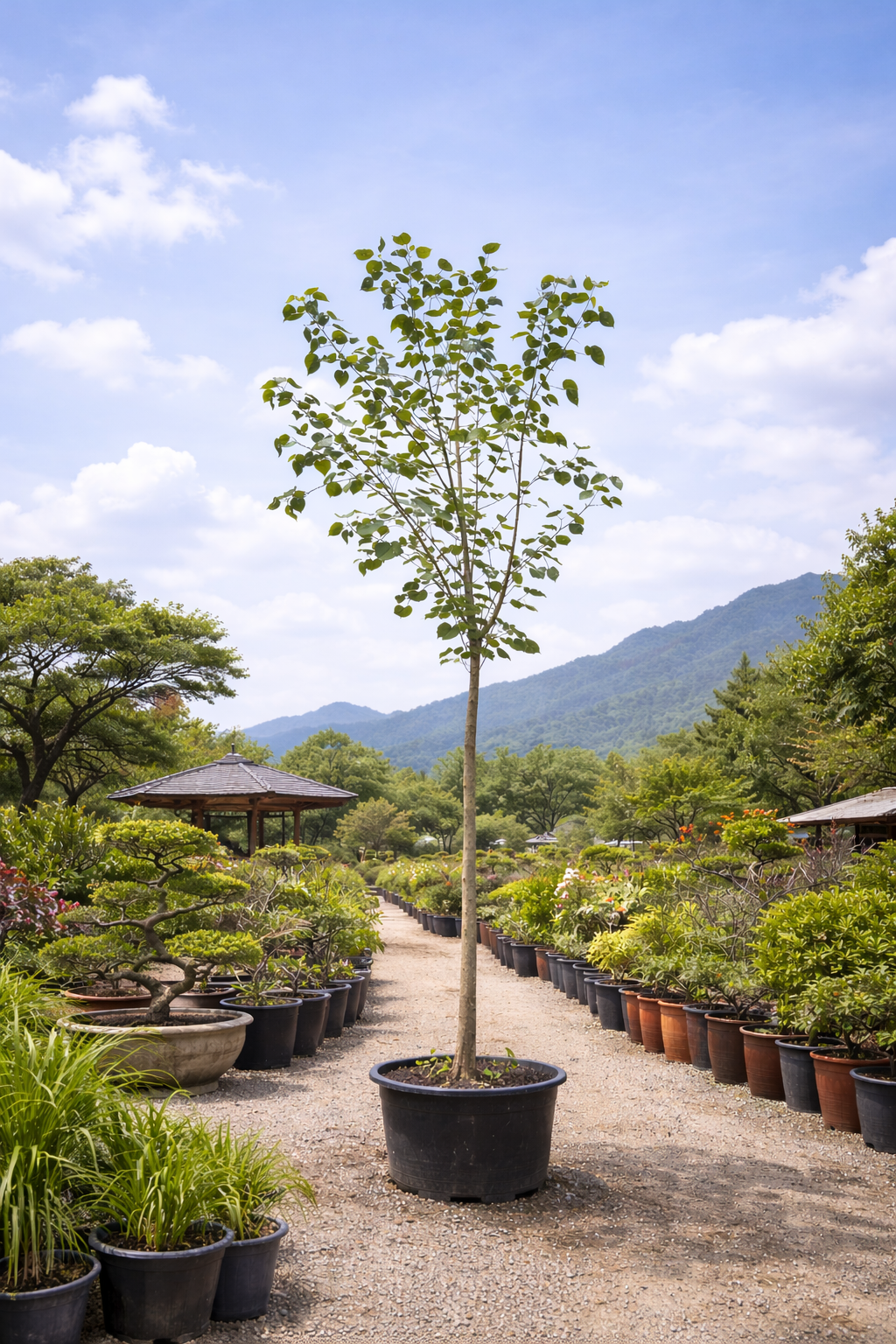 Hibiscus Tree