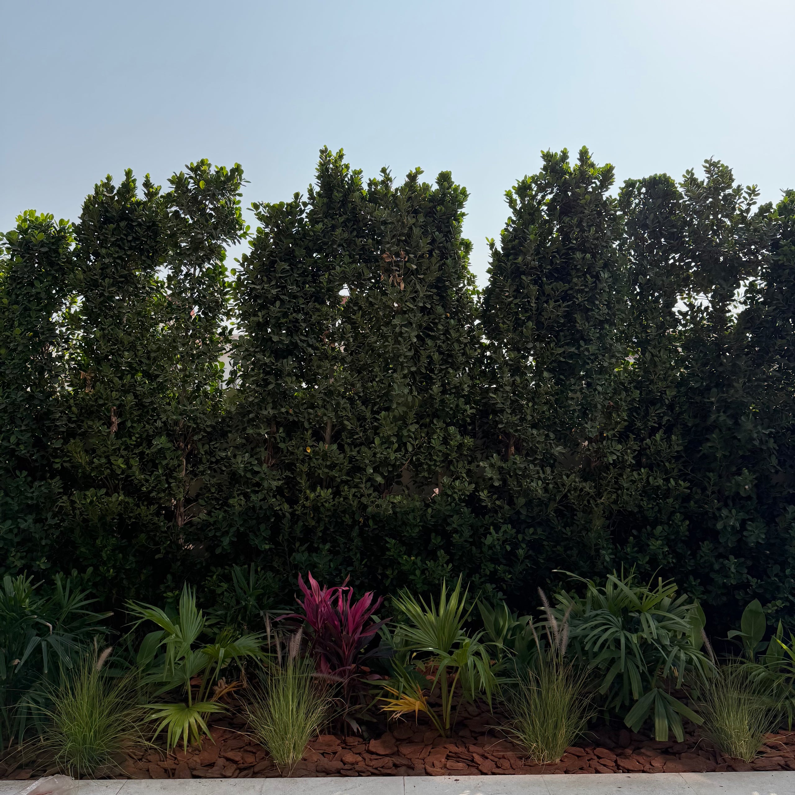 Tropical Privacy Garden Set