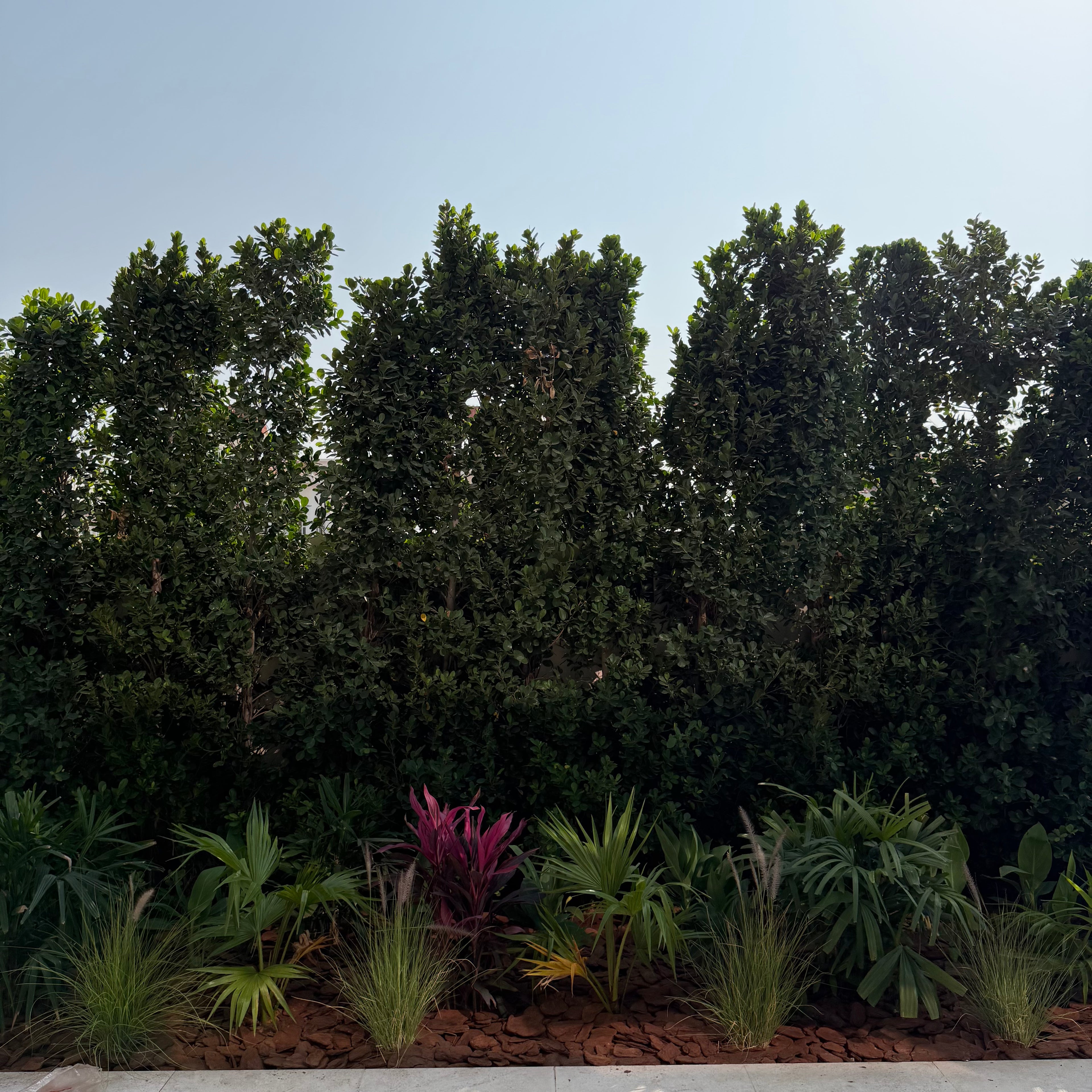Tropical Privacy Garden Set