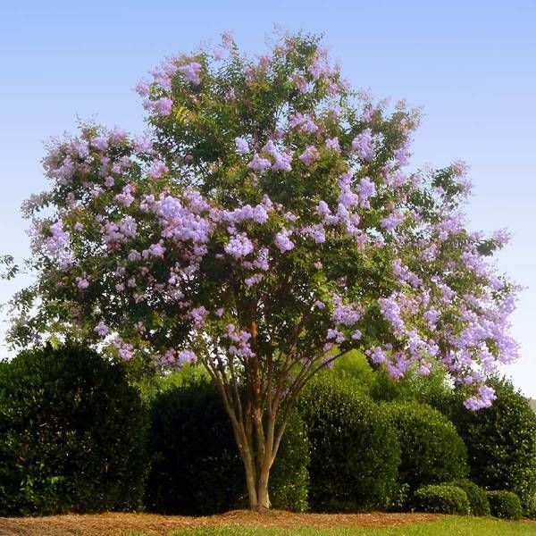 Mohsin Tree