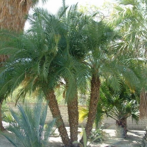 Phoenix Roebelenii