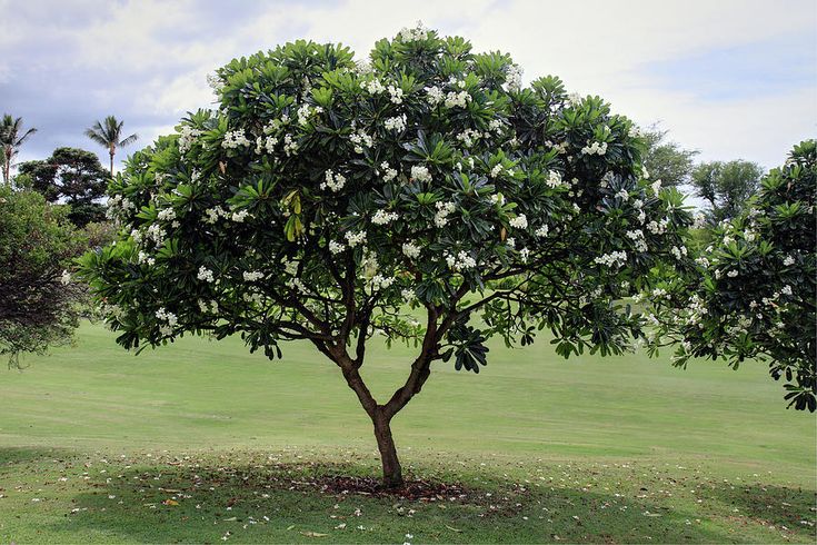 Plumeria Obtusa Tree