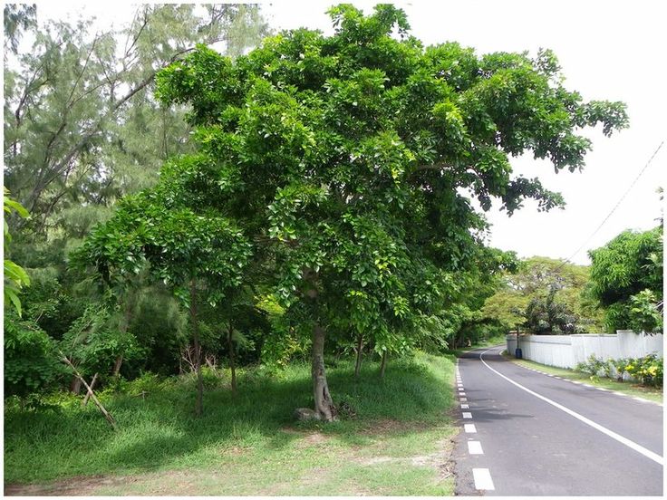 Pongamia Tree