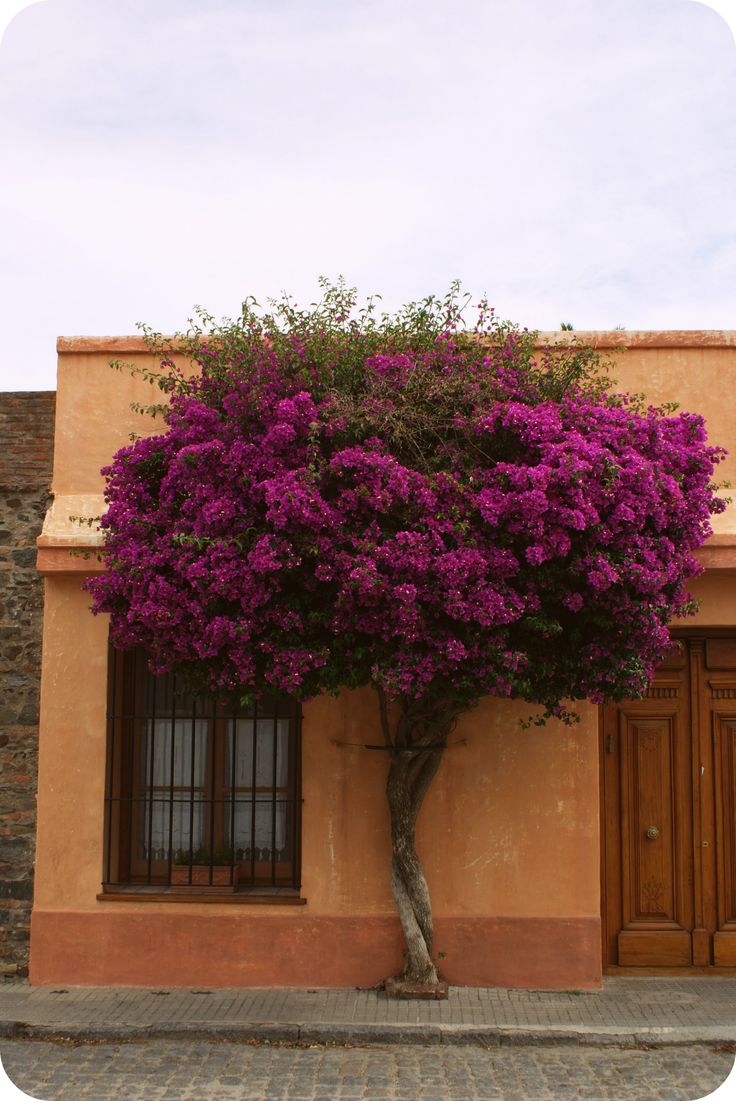Bougainvillea