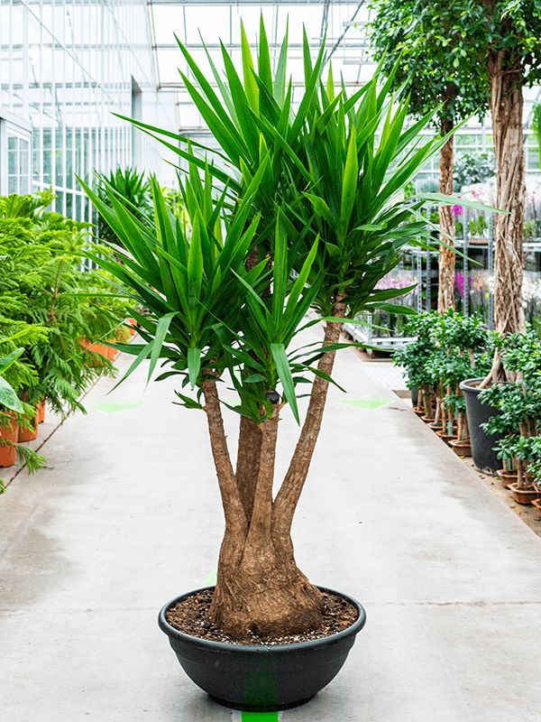Yucca