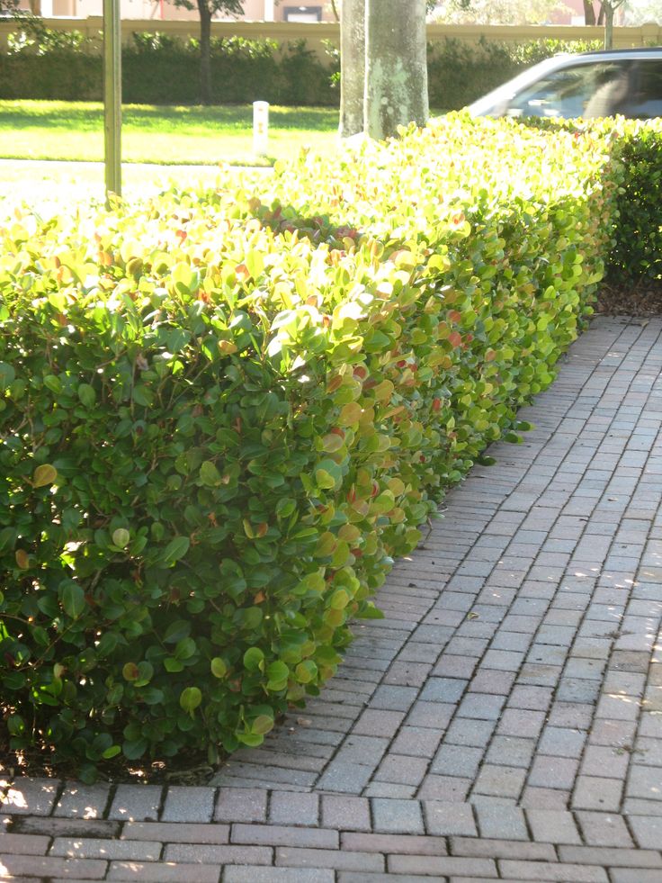 Conocarpus Hedge