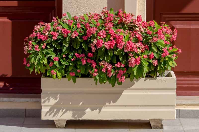 Euphorbia milii