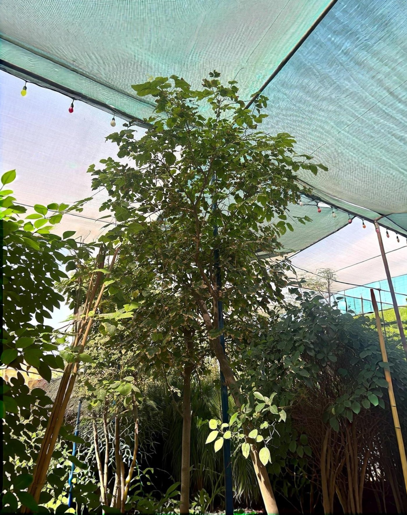 Mulberry Tree